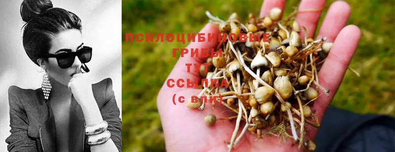 Псилоцибиновые грибы Psilocybine cubensis  закладки  Райчихинск 